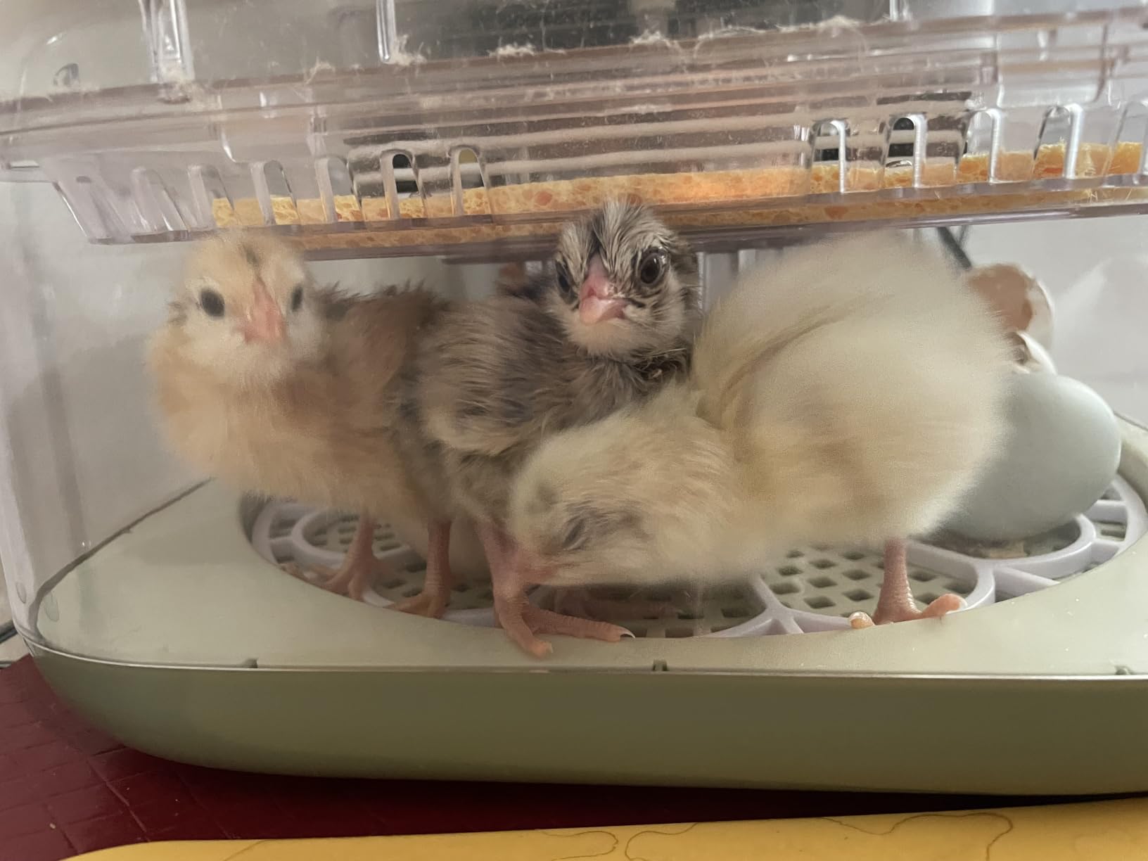 Series III - 24 Egg Incubator for Hobbyists, Full-Stage Adaptive Humidity (Dual-Bottle) & Temp Control, Custom-Interval Auto Turn & Auto Stop, Preset Incubation Days, Adjustable Egg Spacing customer photo 1