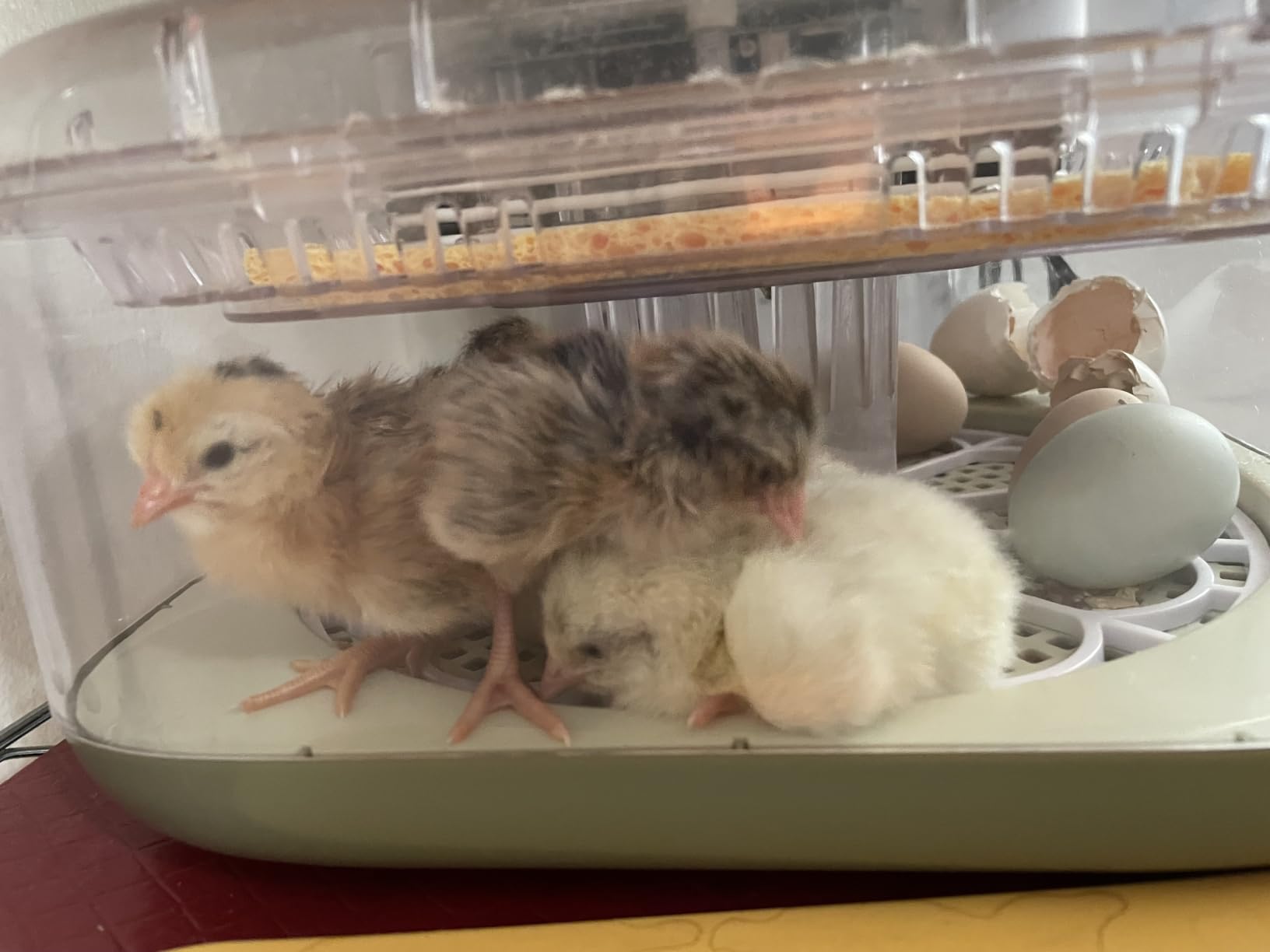 Series III - 24 Egg Incubator for Hobbyists, Full-Stage Adaptive Humidity (Dual-Bottle) & Temp Control, Custom-Interval Auto Turn & Auto Stop, Preset Incubation Days, Adjustable Egg Spacing customer photo 2