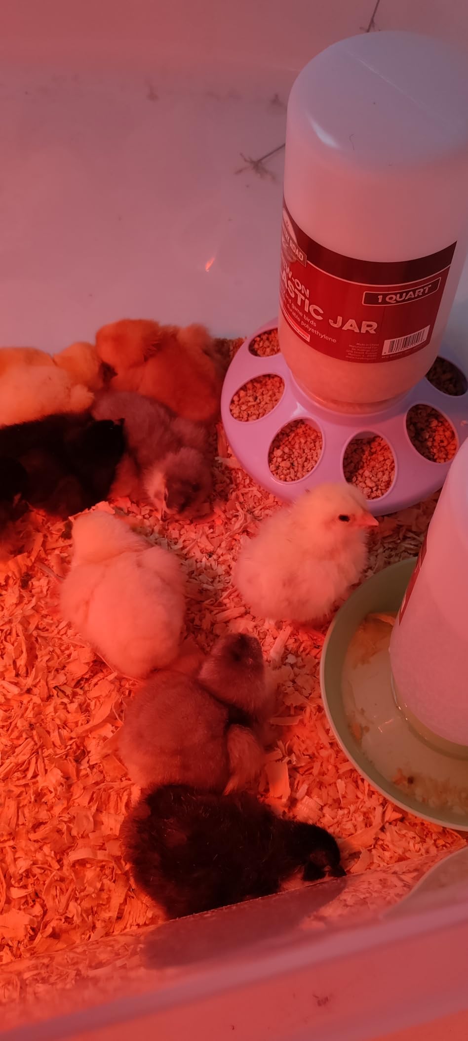 Incubator for Hatching Eggs - 12 Egg Capacity, 360° Viewing for Chicken customer photo 1
