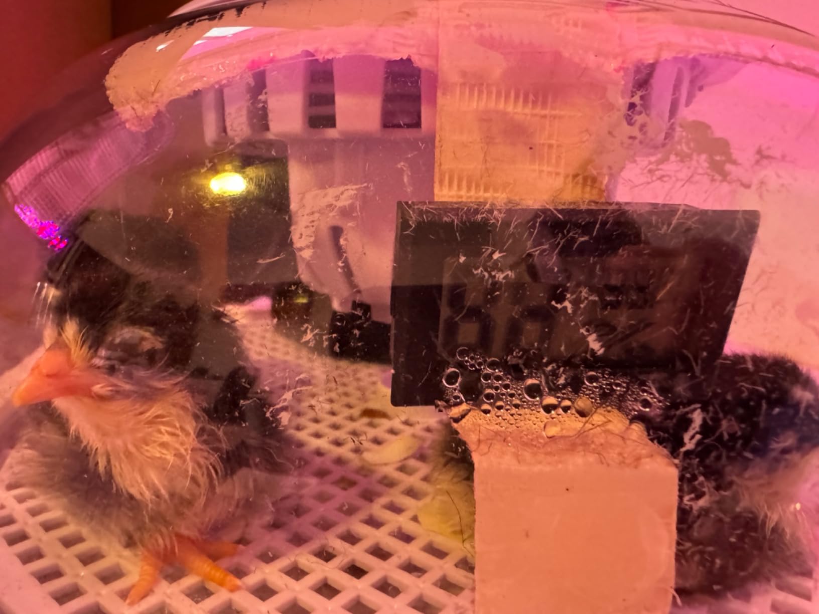 Egg Incubators for Hatching Eggs, Temperature&Humidity Control customer photo 2