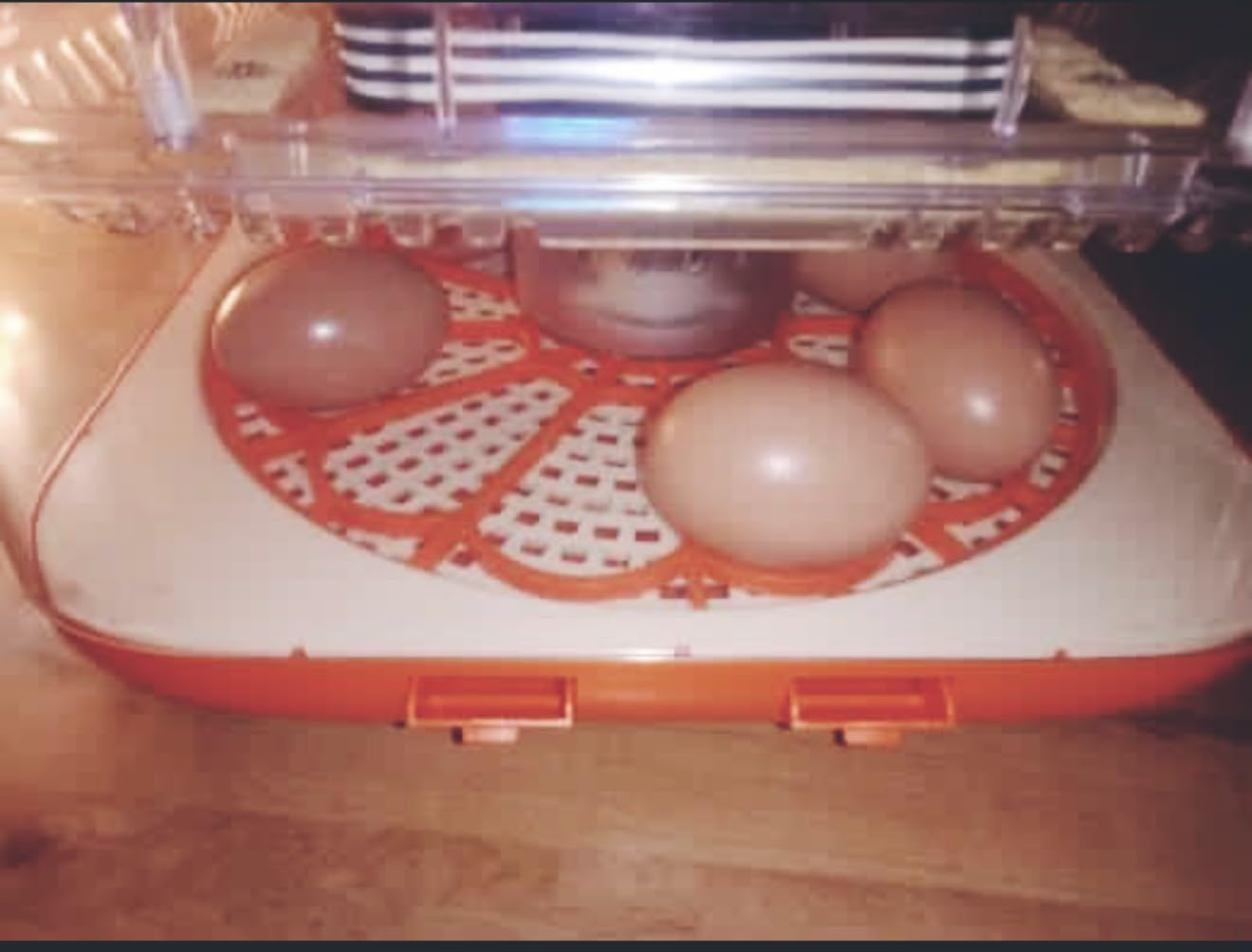 Egg Incubator for Hatching Eggs, 12 Egg Capacity, One-Touch Smart Hatching customer photo 2