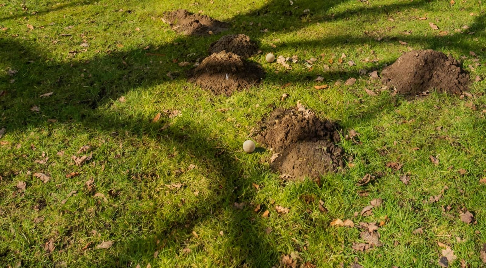Mole Repellent, Gopher Repellent, Groundhog and Vole Repellant 8P customer photo 2
