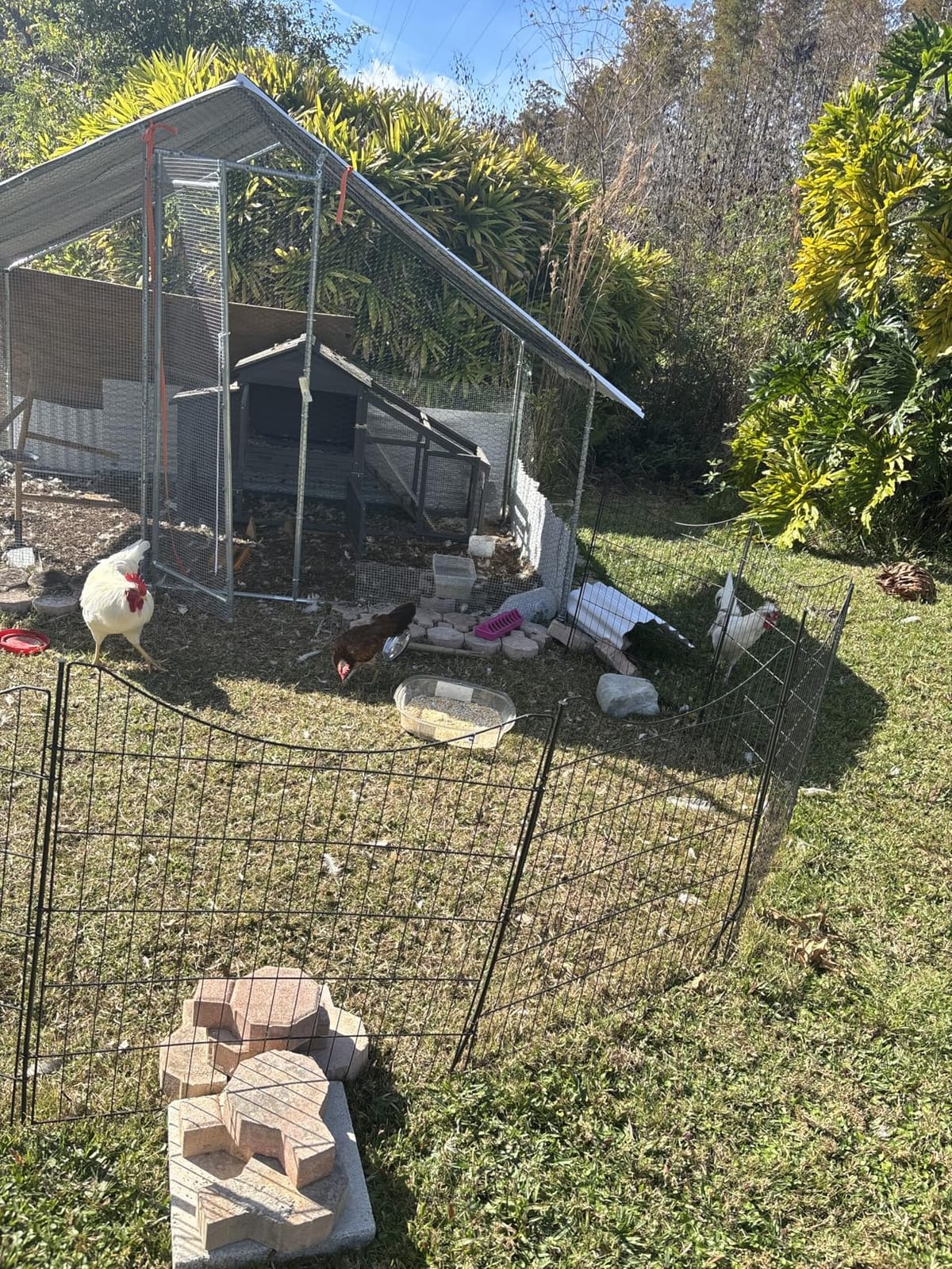 GarveeLife Large Metal Chicken Coop, Large Chicken Coop with Waterproof & Anti-UV Cover, Outdoor Chicken Run for Yard (9.8 ft L x 6.6 ft W x 6.6 ft H) customer photo 1