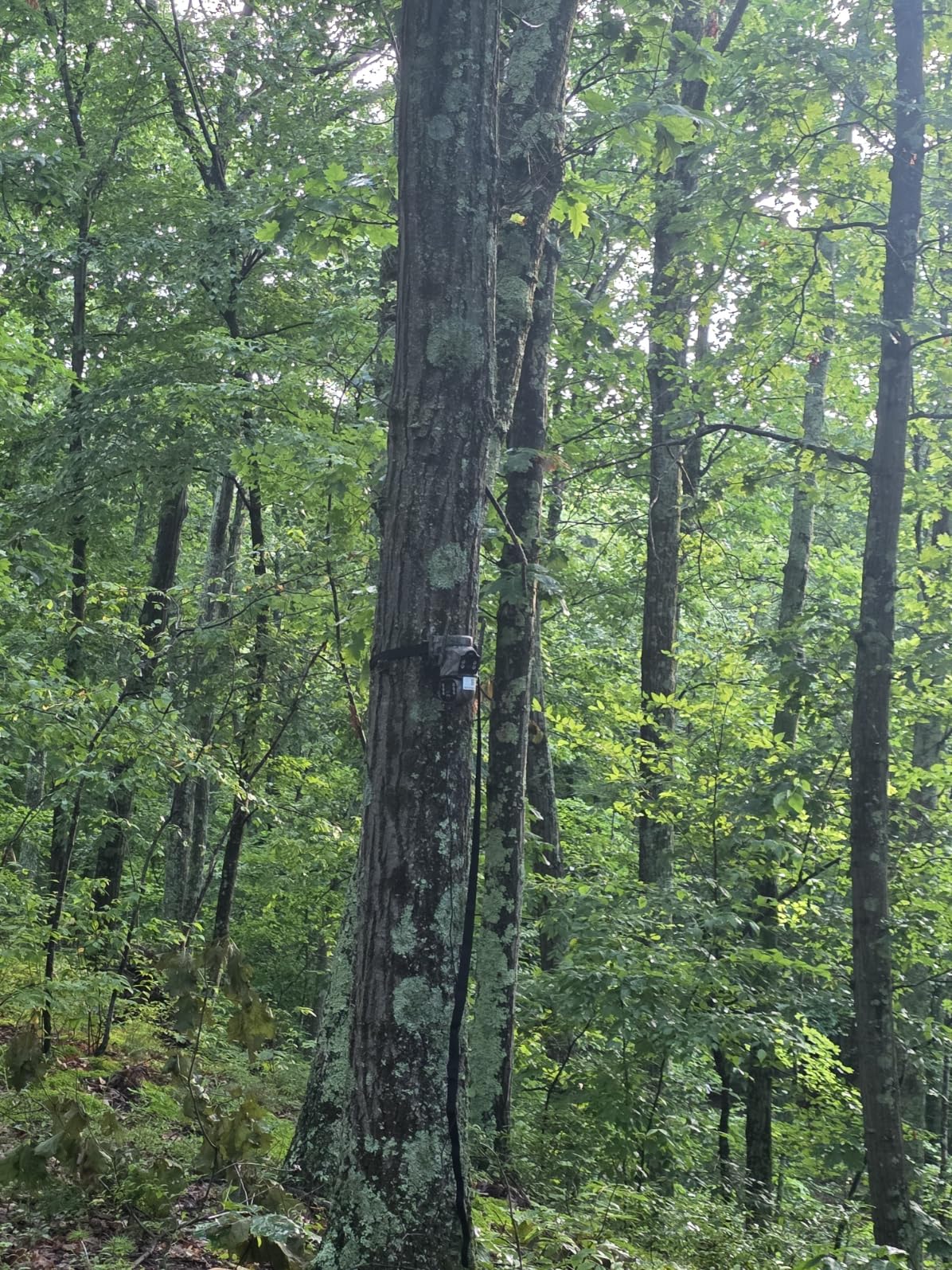 Cellular Trail Camera, 4G LTE Dual Lens Game Camera 360° Live Streaming customer photo 1