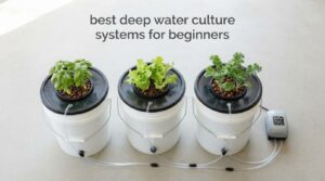 best deep water culture systems for beginners
