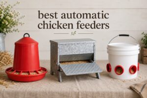 best automatic chicken feeders
