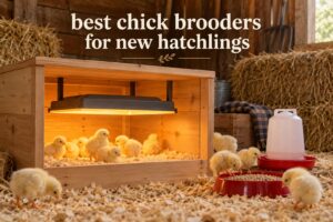 best chick brooders for new hatchlings