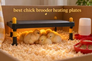 best chick brooder heating plates