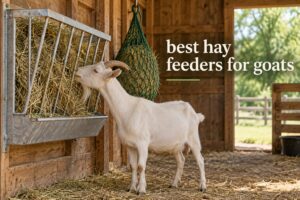 best hay feeders for goats