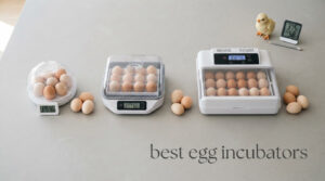 best egg incubators