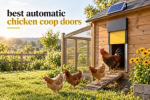 best automatic chicken coop doors